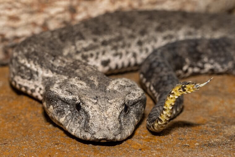 Death Adder - Eastern Australia