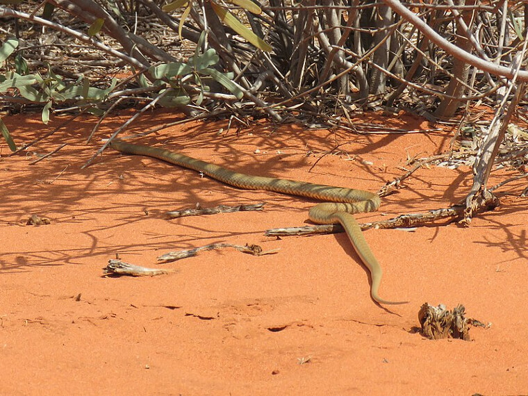 Western Brown Snake - Western Australia