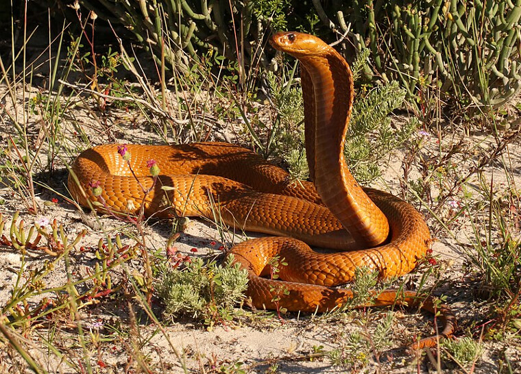 Cape Cobra - Southern Africa