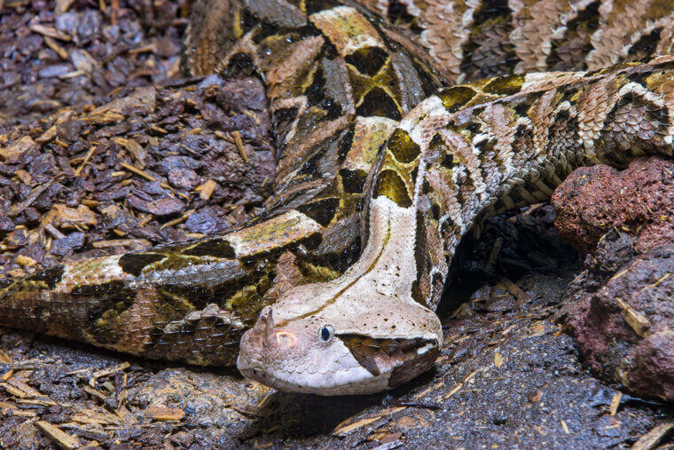 Gaboon Viper - Central Africa