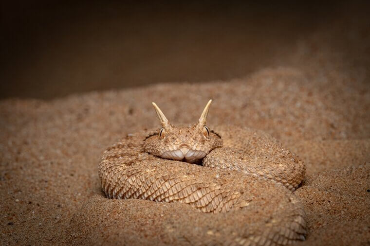 Desert Horned Viper - Northern Africa and Southwestern Asia