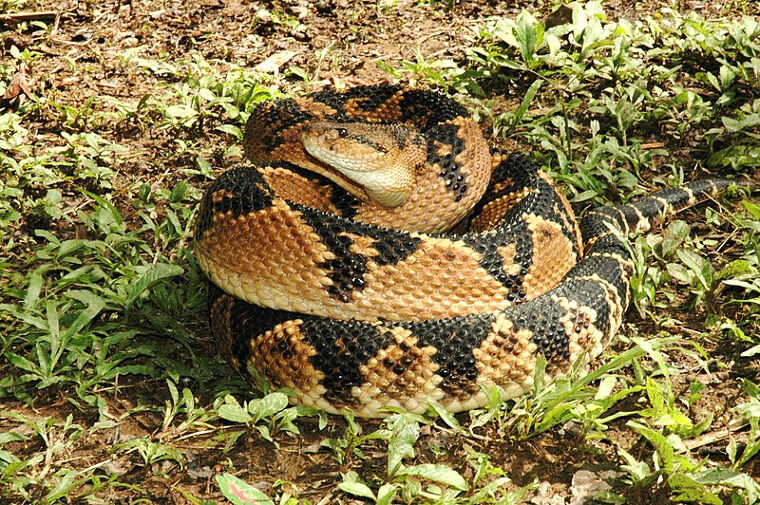 South American Bushmaster - South America