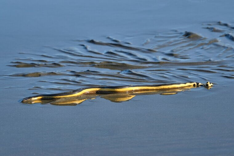 Yellow-Bellied Sea Snake - Tropical Coastlines