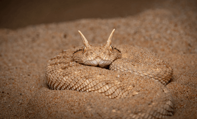 Serpents du monde entier dont les gens devraient se tenir éloignés