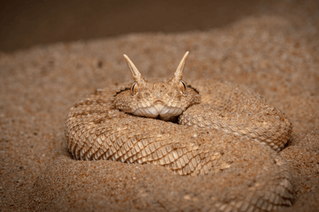 Snakes Around the World People Should Stay Far Away From