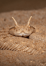 Snakes Around the World People Should Stay Far Away From