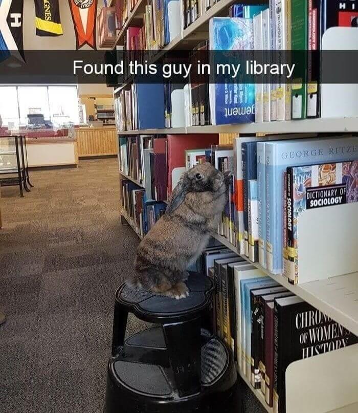 An intellectual Bunny Looking For Its Next Book