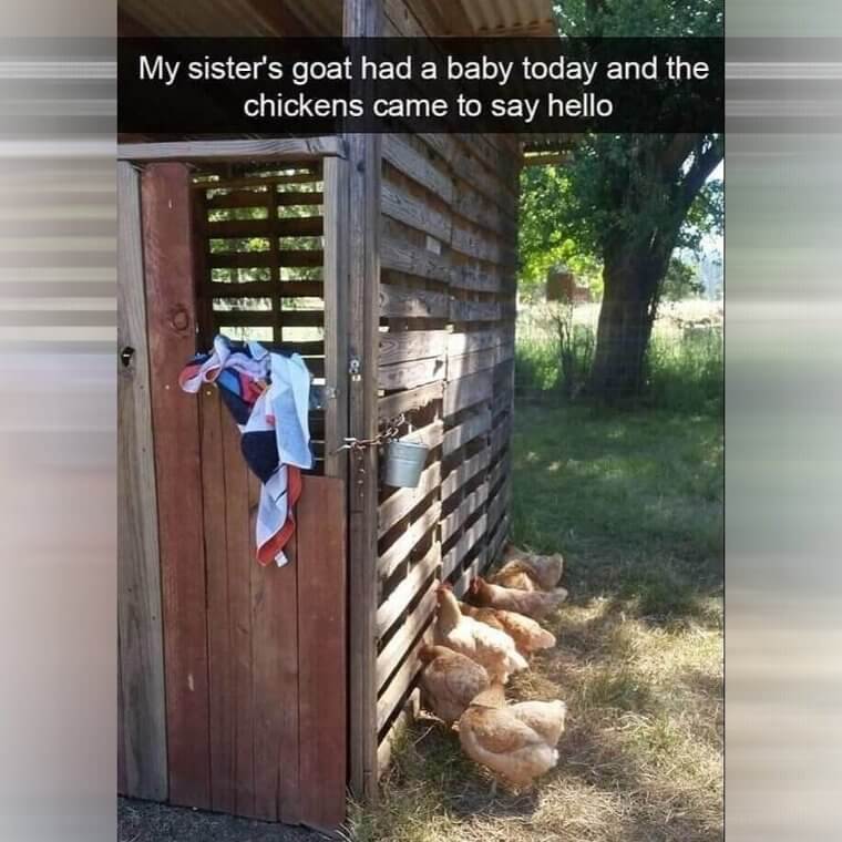 Chickens Say Hello To Baby Goat