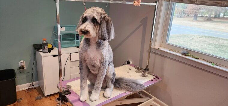 Pet Grooming Assistant