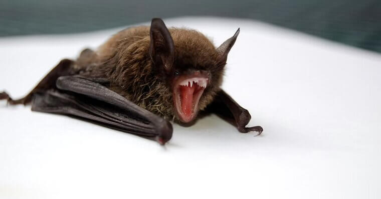 Bats Are Blind