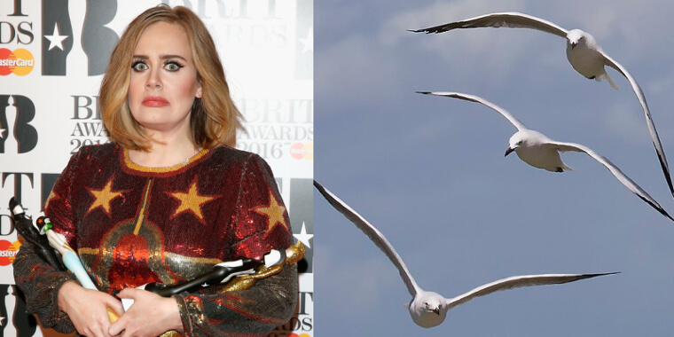 Adele Is Afraid of Seagulls