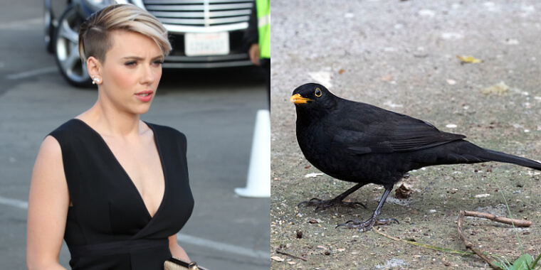 Scarlett Johansson Is Afraid of Birds