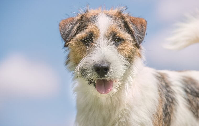Jurassic Park's Dinosaurs Were Voiced By A Jack Russell