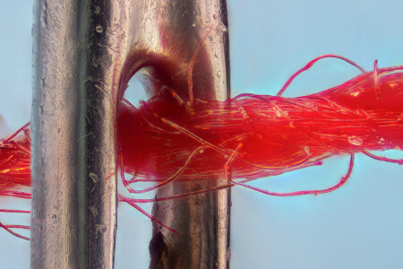 一般的な動物や物体の見方を変えた拡大画像