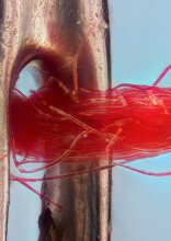 Magnified Images That Changed How We See Common Animals and Objects