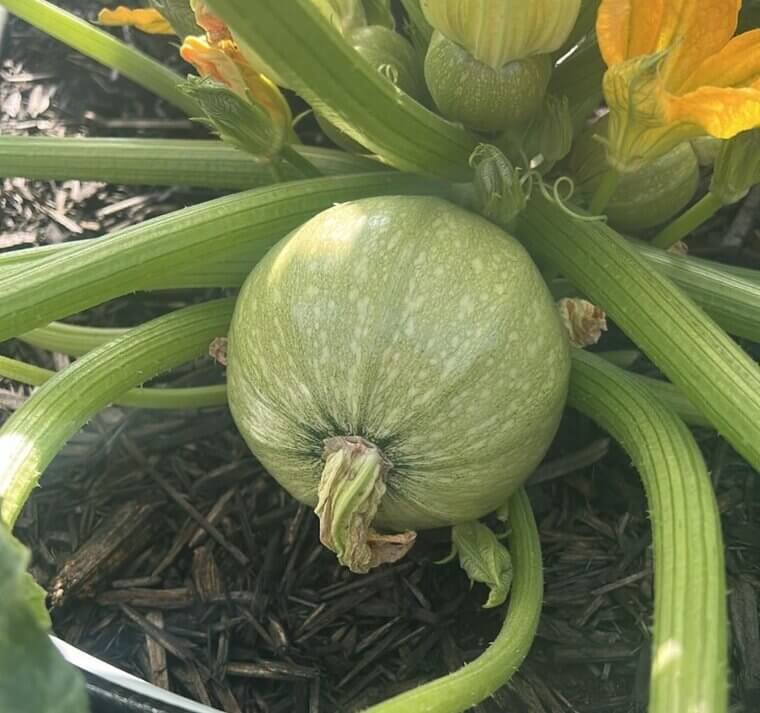 Seasonal Vegetable Consumption