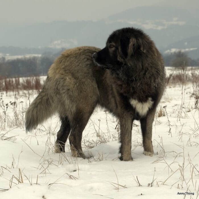 A Dog Full Of Heart