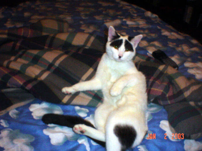 Eugene Levy In Cat Form