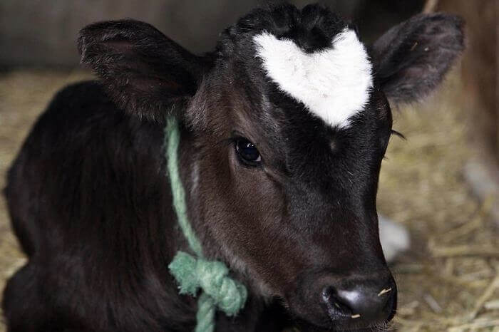 Avoir un petit coeur