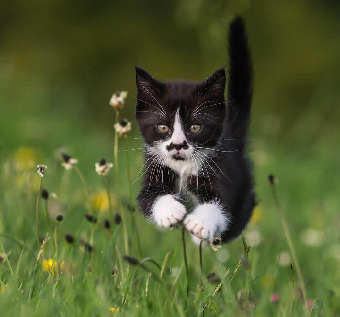 Voici Bat-Chat
