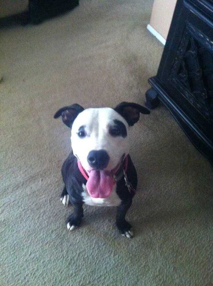 Panda Dog