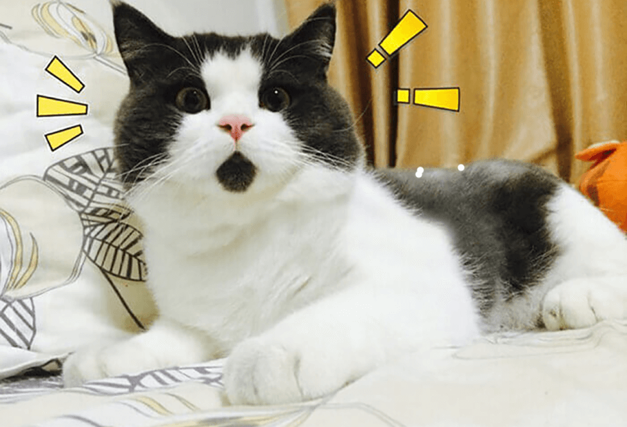 Diese Tiere wurden mit ganz besonderen Merkmalen geboren, die sie einzigartig machen