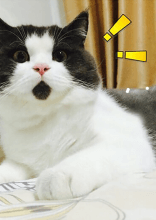 These Animals Were Born With Very Unique Markings That Set Them Apart