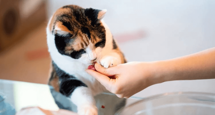 Stop Your Cat From Biting People In 6 Steps | WackoJaco