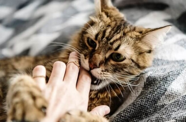 Stop Your Cat From Biting People In 6 Steps