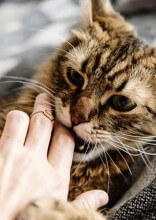 Stop Your Cat From Biting People In 6 Steps