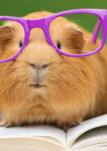 These Are The Smartest Animals On The Planet (Besides Humans)