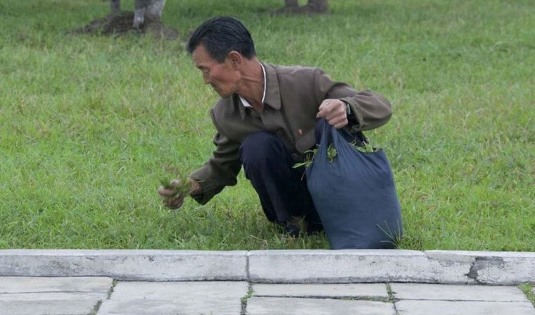 Recogiendo a mano la hierba del campo