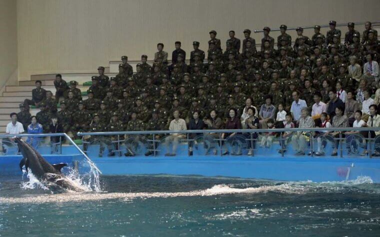 Los delfines tienen un público muy interesante