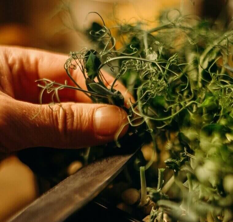 Create a DIY Herb Garden