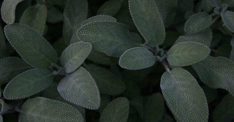Sage