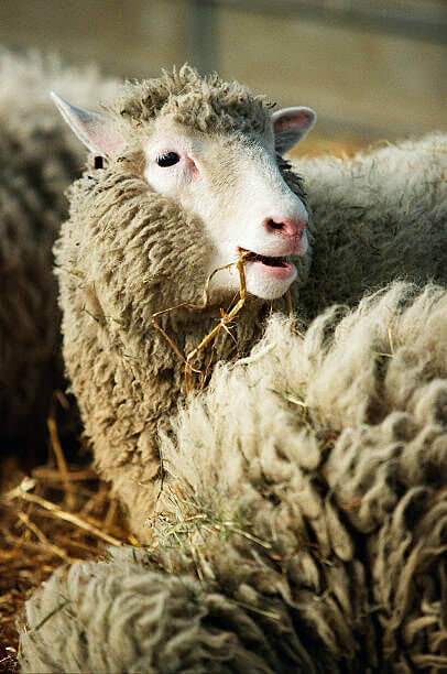 Dolly The Sheep