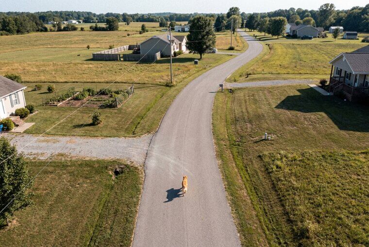 A Dog's Solo Adventure Caught on Camera
