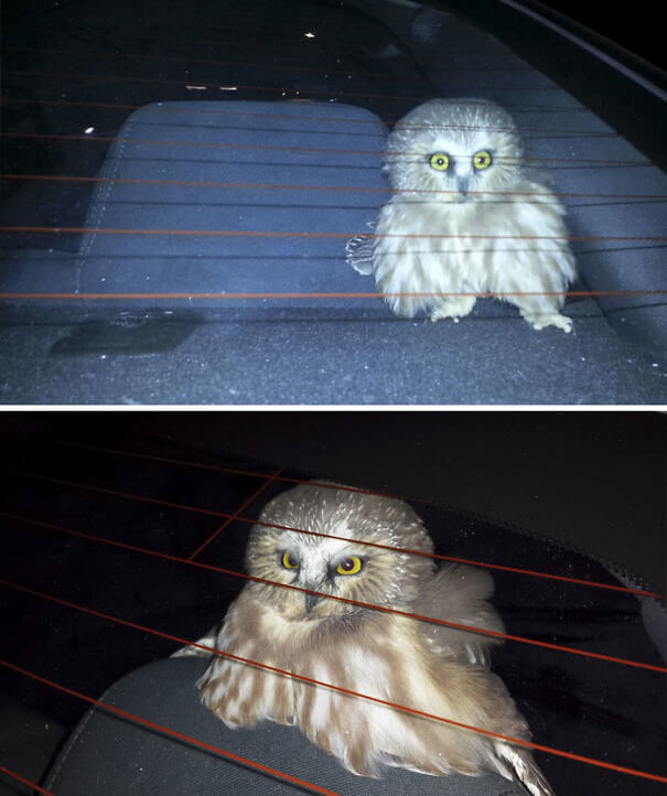 Eine entzückende Eule flog in dieses Auto