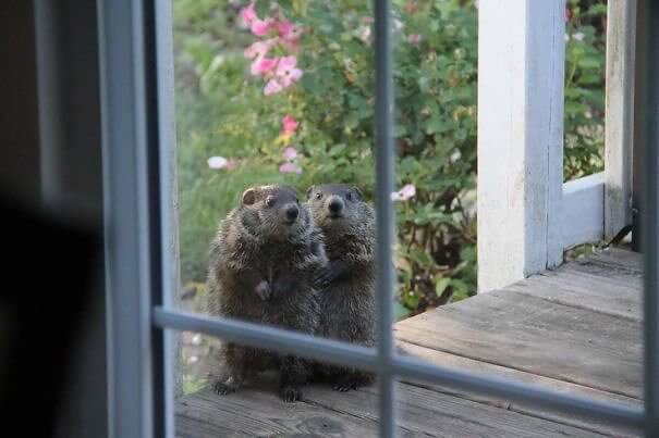 Diese pelzigen Nachbarn kamen zu Besuch