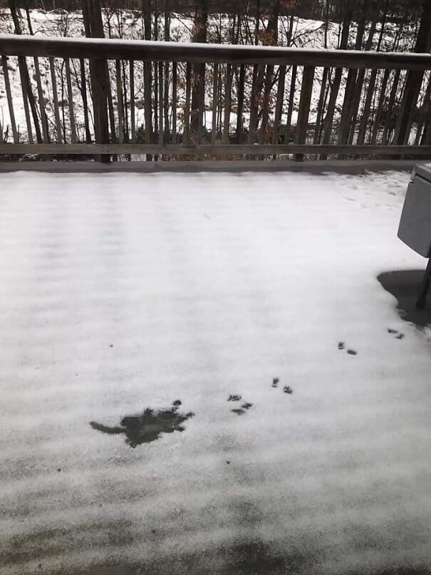 Wahrscheinlich ist ein Eichhörnchen vom Dach gefallen
