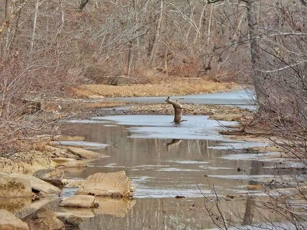 Dieser beschämte Hirsch ist auf dem Eis ausgerutscht