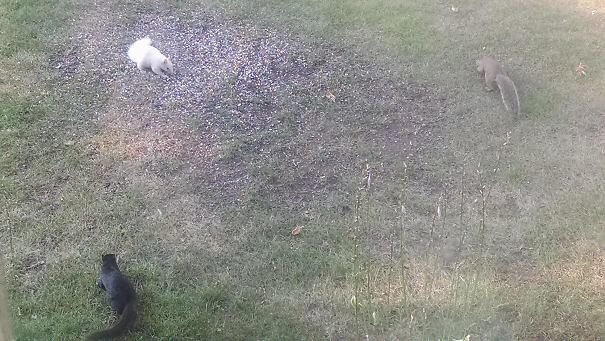 Ein Hof, drei verschiedene Eichhörnchen
