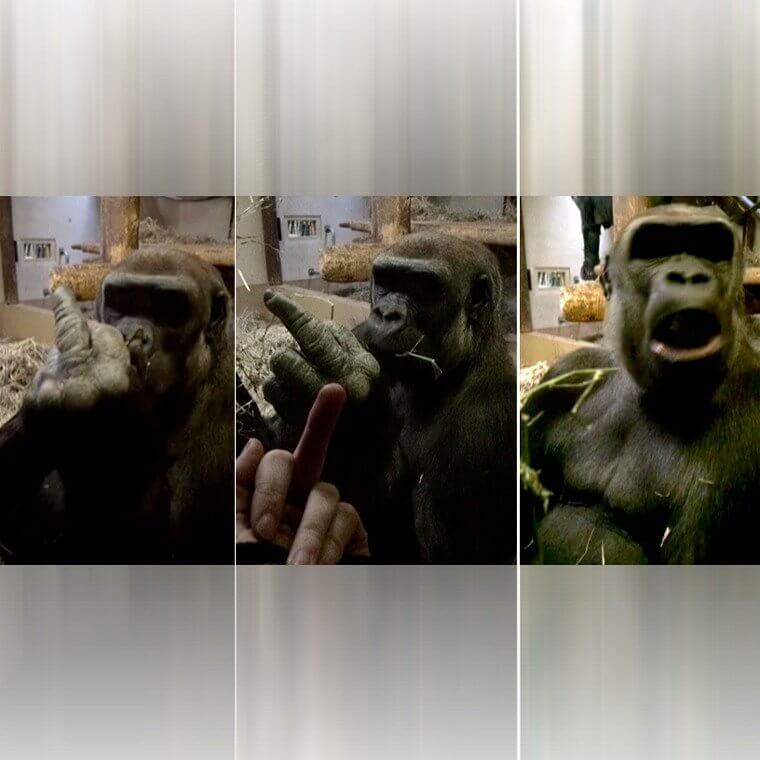 Ein beleidigter Gorilla, der viel zu sagen hat