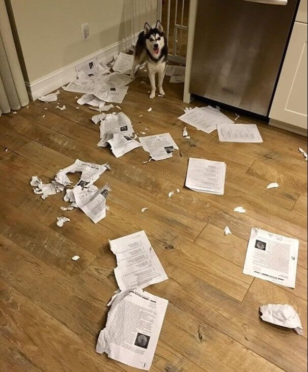 Ein Hund, der die Hausaufgaben von allen gefressen hat