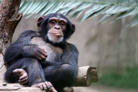 Идеально вовремя сделанные фотографии с забавными историями, которые за ними стоят