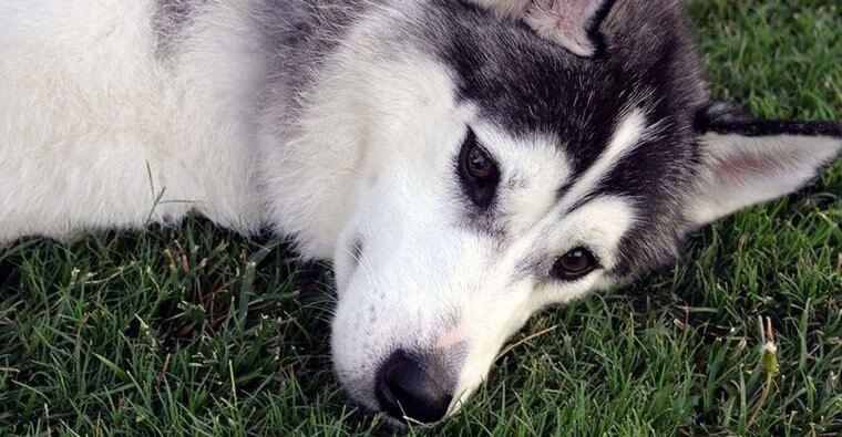 Do Not Even Think About Bringing A Husky To Antarctica