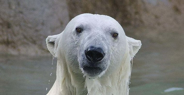 Polar Bears And Penguins Do Not Live In Perfect Harmony