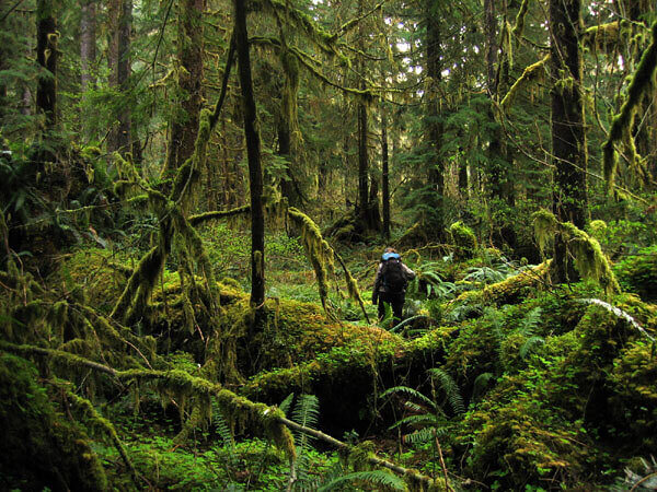 The Olympic Peninsula Rainforest Yurt, Washington: The Sound of Rain