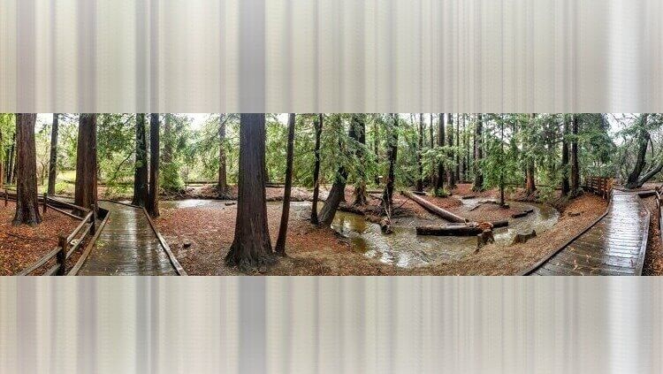 The Silent Redwood Grove, California: A Cathedral of Ancient Giants