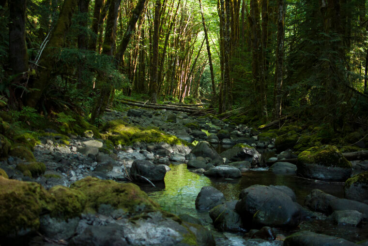 The Great Bear Rainforest Outpost, British Columbia: Off-Grid and On-Soul